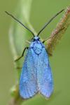Jordanita globulariae
