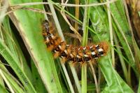 Acronicta rumicis