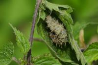 Vanessa atalanta