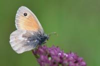 Coenonympha pamphilus