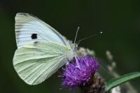 Pieris brassicae