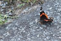 Vanessa atalanta