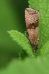 Celypha striana
