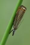 Chrysoteuchia culmella