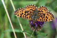Boloria dia