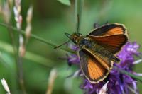 Thymelicus lineola