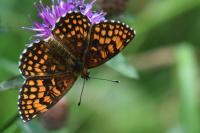 Melitaea athalia