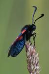 Zygaena trifolii