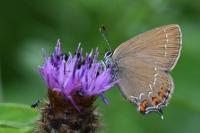 Satyrium ilicis