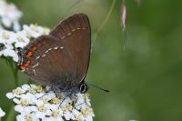 Satyrium ilicis