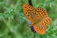 Argynnis paphia