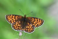 Melitaea athalia