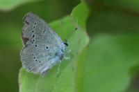 Cupido minimus