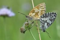 Melanargia galathea