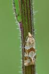 Aethes hartmanniana