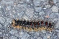 Lymantria dispar