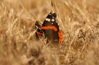 Vanessa atalanta
