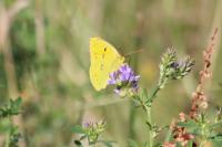 Colias crocea