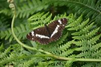Limenitis camilla