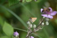 Thymelicus lineola