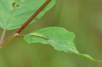 Gonepteryx rhamni
