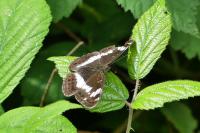 Limenitis camilla
