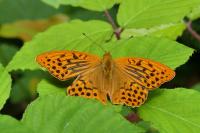 Argynnis paphia