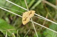 Camptogramma bilineata
