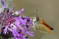 Thymelicus sylvestris