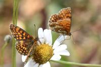 Melitaea athalia