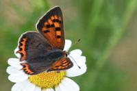 Lycaena phlaeas