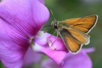 Thymelicus sylvestris