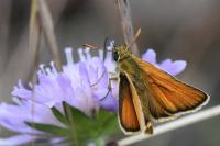 Thymelicus sylvestris