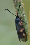 Zygaena trifolii