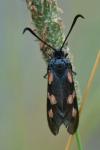 Zygaena trifolii