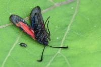 Zygaena trifolii