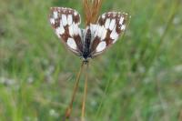 Melanargia galathea