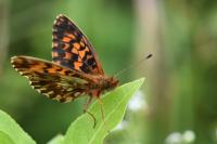 Boloria dia