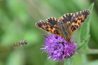 Boloria dia