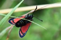 Zygaena carniolica