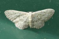Idaea seriata