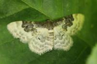 Idaea rusticata