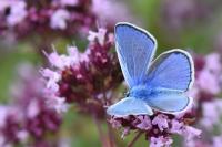 Polyommatus icarus