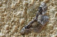 Idaea rusticata