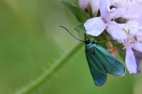 Jordanita globulariae