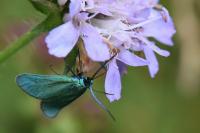 Jordanita globulariae