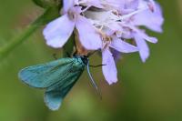 Jordanita globulariae