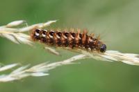 Acronicta rumicis