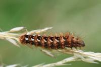 Acronicta rumicis