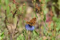 Boloria dia